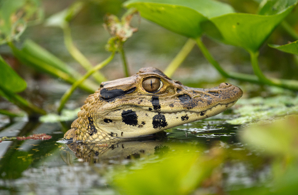 A baby caiman in Ecuador's Napo River, part of the Amazon River system.