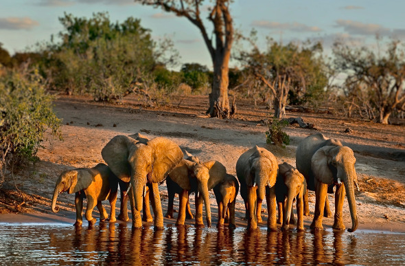 Elephants take a drink along Botswana's Chobe River. Picture: Getty Images