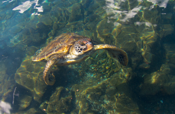 A little turtle swimming near the water's surface