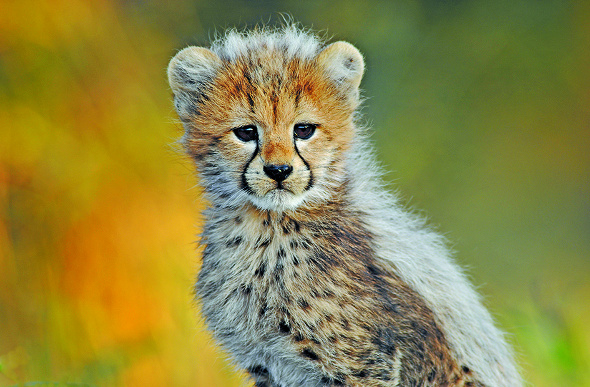 A cheetah cub in Africa.