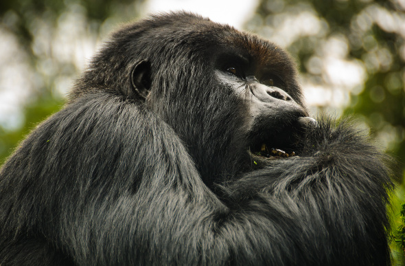 A silverback gorilla in the jungles of Rwanda.