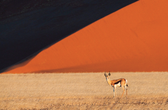 A gazelle in the Sossusvlei Dunes of the Namib Desert, Namibia.