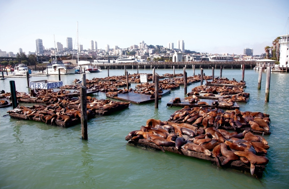 Sea lions