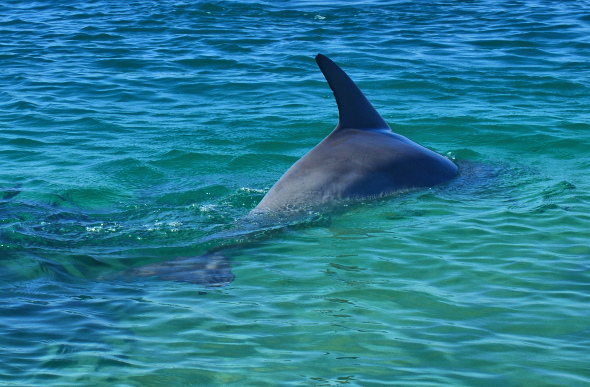 Shoalwater Islands Marine Park