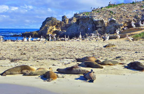 Shoalwater Islands Marine Park