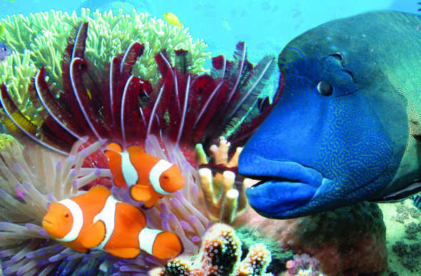 A clownfish and other colourful tropical fish dart among the coral at Hardy Reef in the Whitsundays.