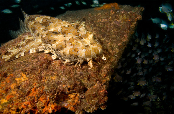 A wobbegong, which can be seen in the Whitsundays, tries to blend in to its surroundings.