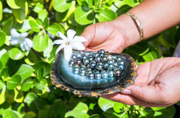 A clamshell full of Tahitian black pearls.