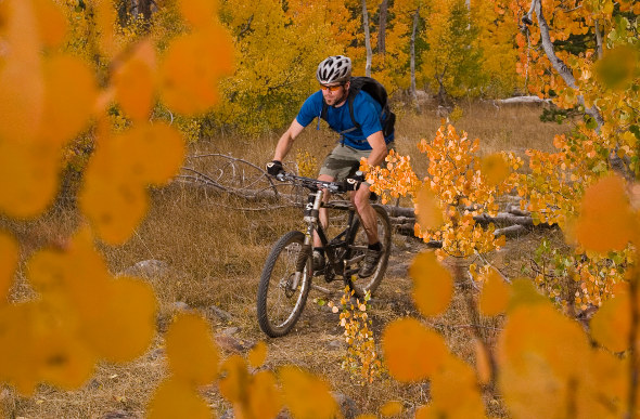 A man goes mountain-biking through aspen forest in North Lake Tahoe, US.