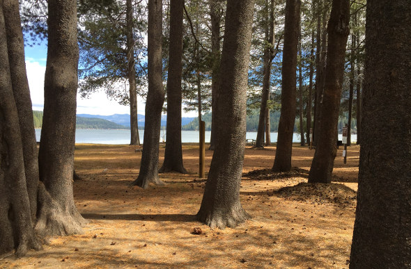 Donner Lake viewed between trees in the Sierra Nevada.