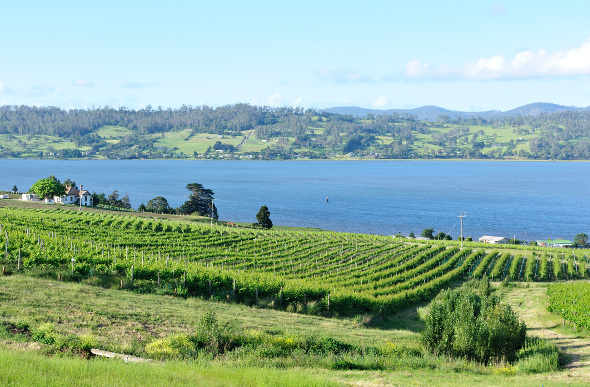 Vineyards on the Tamar River in Tasmania