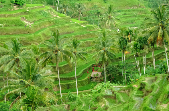 Terraced rice fields in Bali, Indonesia.