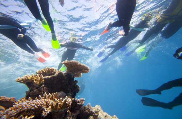 Snorkellers float above the coral on the Great Barrier Reef.