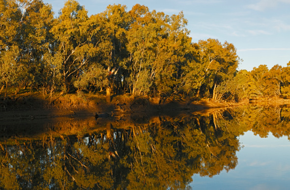 Wagga Wagga turtles