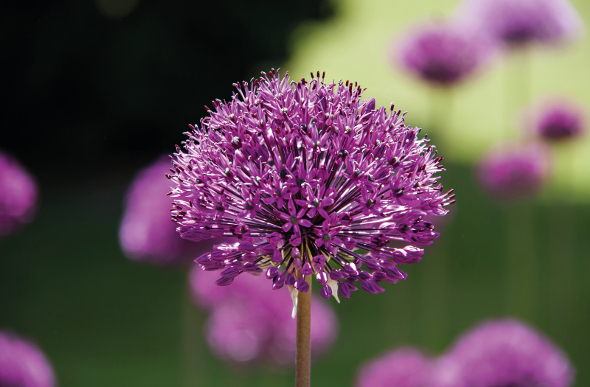 Bodnant Garden