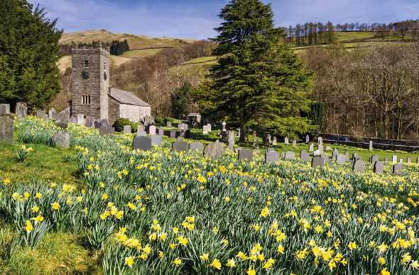 Lake District Golden Daffodils