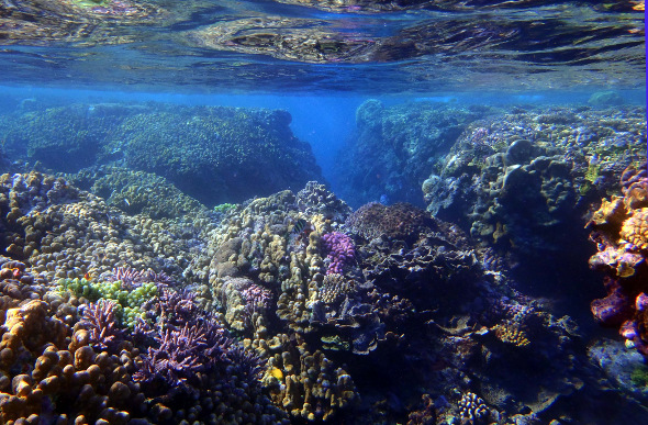 Colourful coral in Blue Hole 2 on Tanna