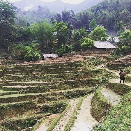 A Vietnamese woman works in a rice terraced rice field in a village in Sapa. 