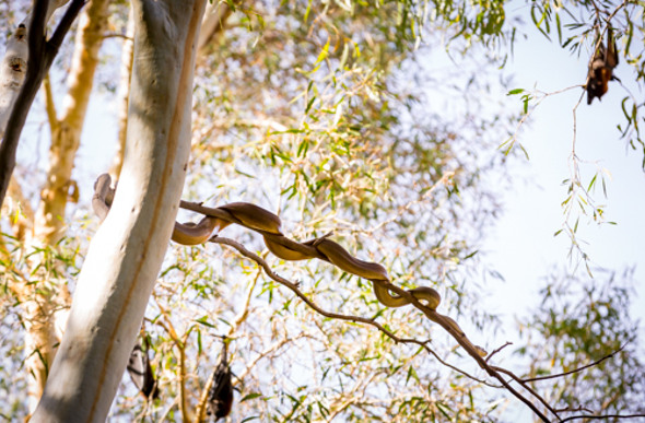 A python eyeballs a colony of bats in the Pilbara, Western Australia.