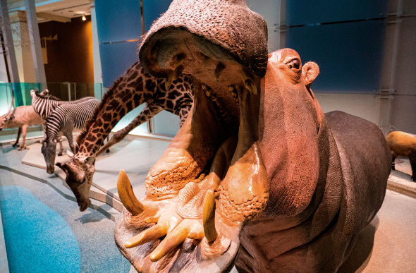 National Museum of Natural History
