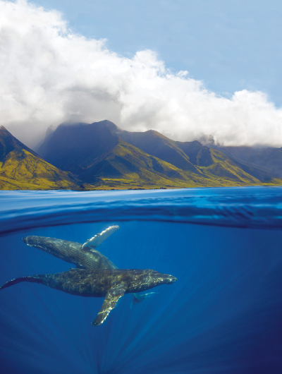 whales