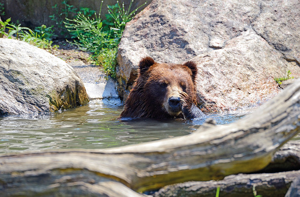 A black bear takes a dip.