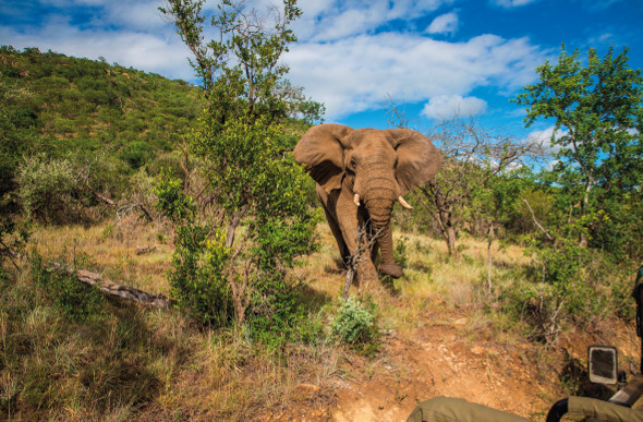 A wild elephant walks along a bushland path.