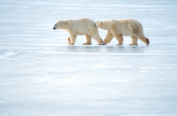 Two polar bears walk across the ice.