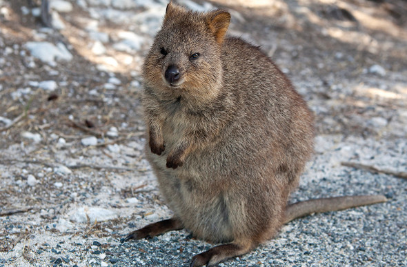 A quokka takes an interest in the camera.