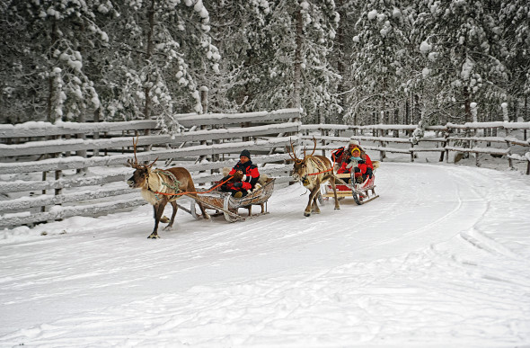 Two reindeer pull a sleigh in Finland.