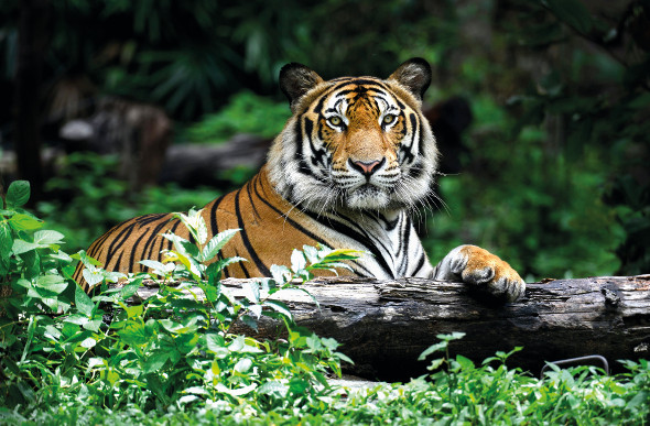 A regal-looking tiger rests on a log.
