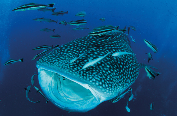 An enormous whale shark opens its mouth to feed.