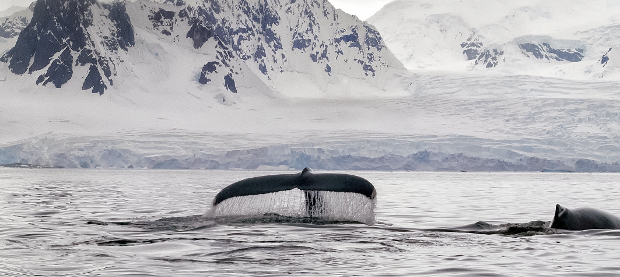 Whale at Yalour Islands