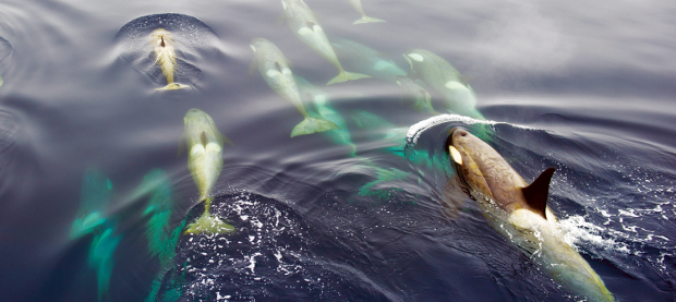 A pod of orcas