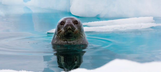 Weddell seal