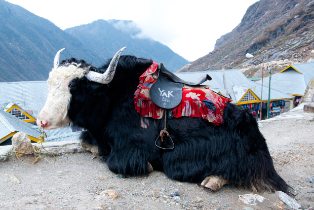 Yaks are used for transport in Sikkim.