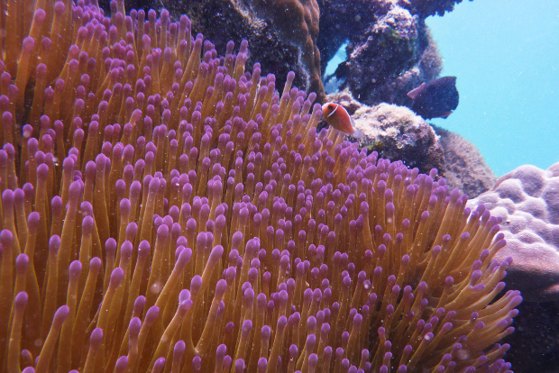 Clown fish swimming in an anemone on the reef
