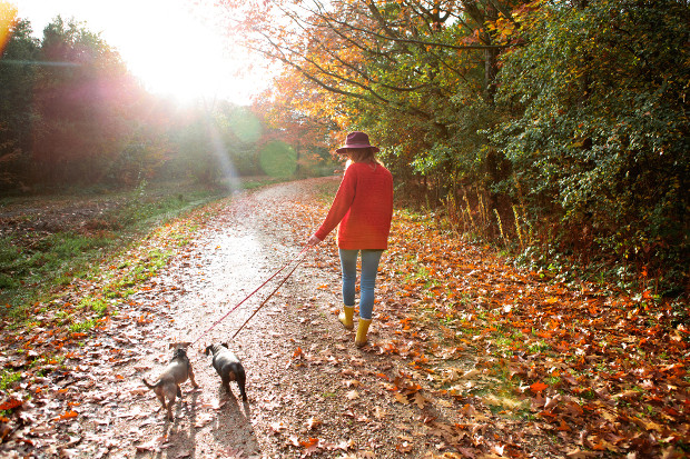 A woman walking two dogs along a country lane