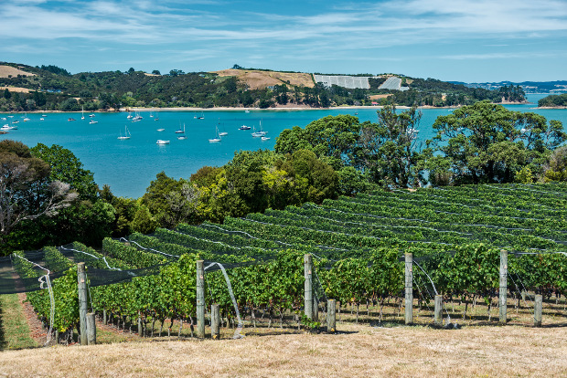 A view over a vineyard to the blue waters surrounding Waiheke Island