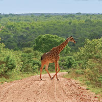 south africa tours with flights