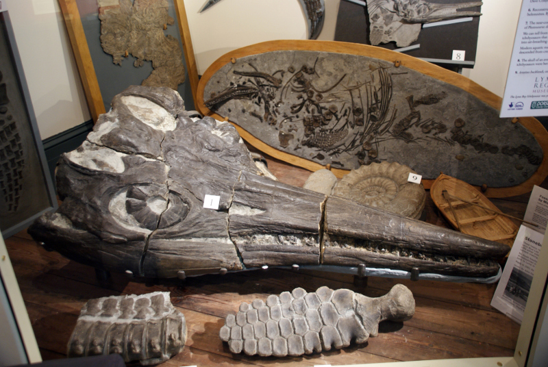 Lyme Regis Museum.