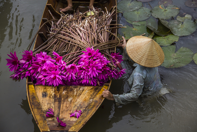 Harvest time on the Mekong River.