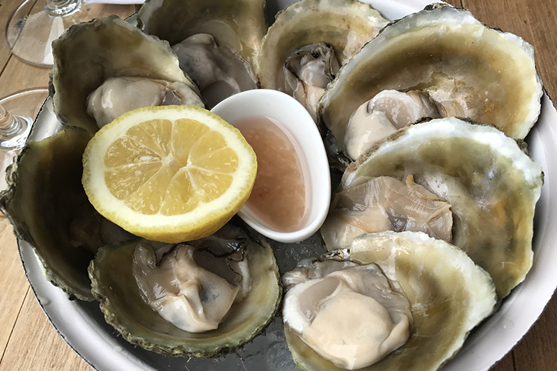 bluff oysters