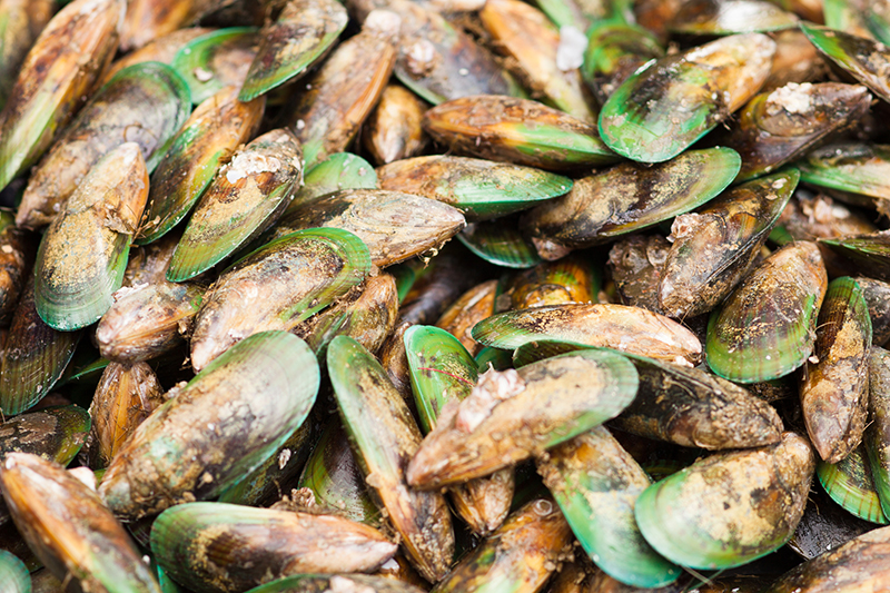 green-lipped mussels 