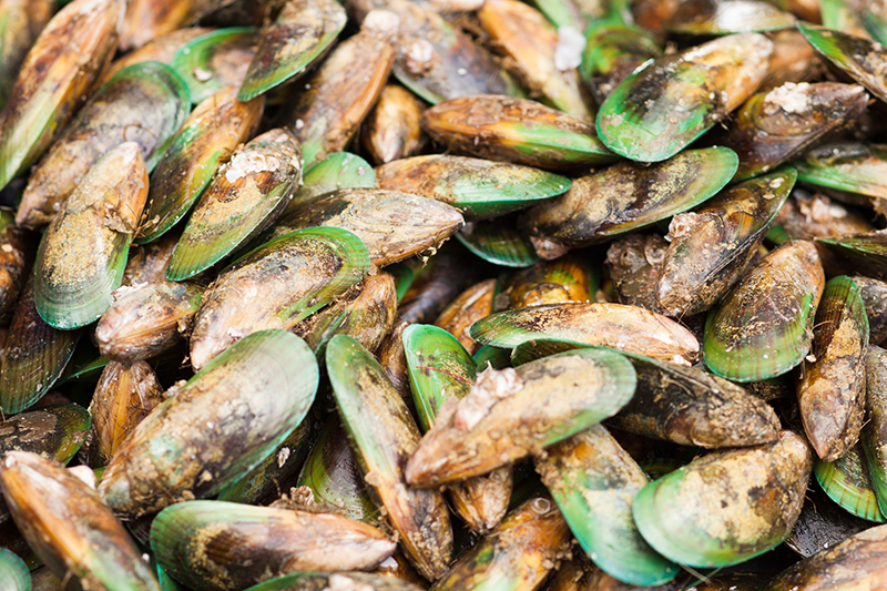 green-lipped mussels