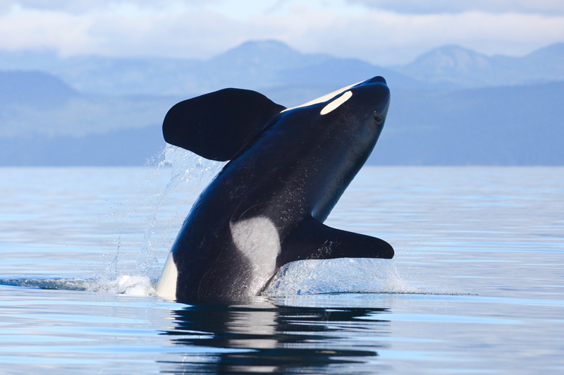 Southern resident male killer whale in Juan de Fuca Strait, Victoria, BC