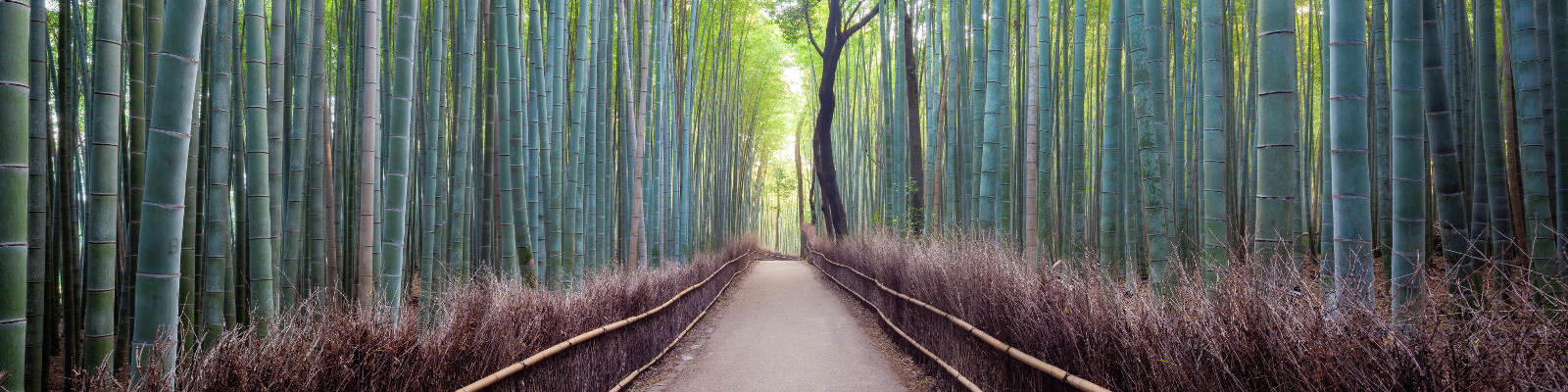 bamboo forest kyoto japan