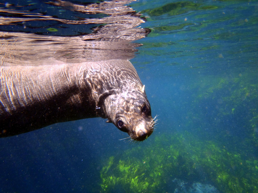 seal pup underwater