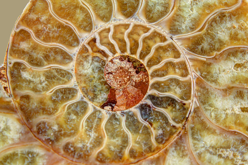 A close-up view of an ammonite fossil.