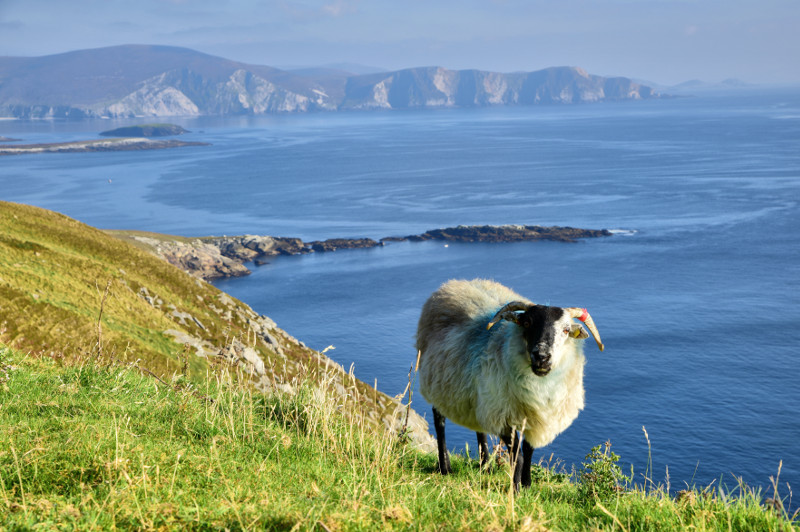 Mountain goat on Achill Island